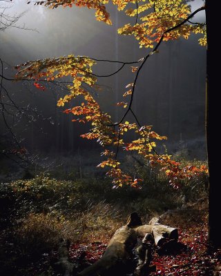 Q3 2020 10 Herbstlicht (6. Platz) | Günther-M | 
