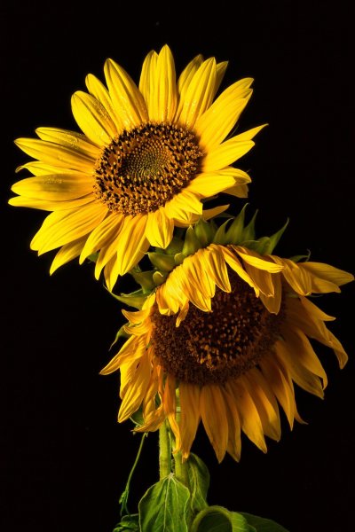 Sonne | Timo-B | 