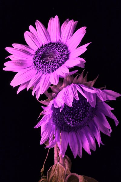 Blume | Timo-B | Schwarzweiß