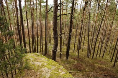 Q1 23 HW Steggerlaswald am Kappelstein (11. Platz) | Heiko-W | 