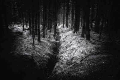 SW 23 13 Dunkelwald | Heiko-W | 